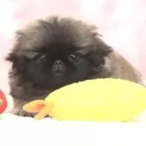 ペキニーズ