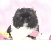 ペキニーズ