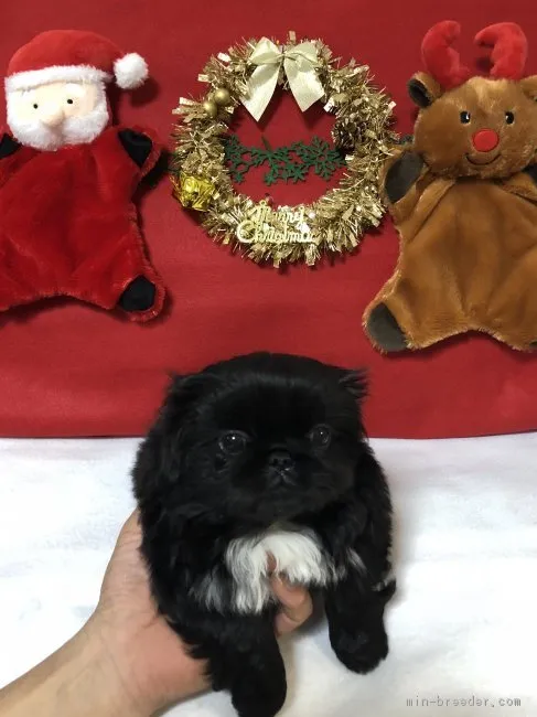 ID：1812-00063の子犬