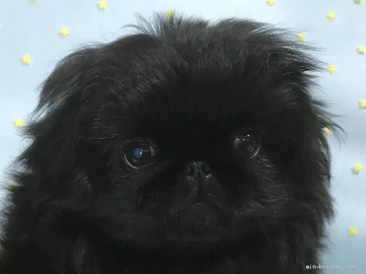 ID：1912-00529の子犬