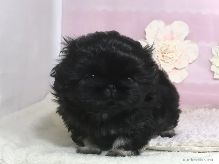 あんず 様のお迎えした子犬