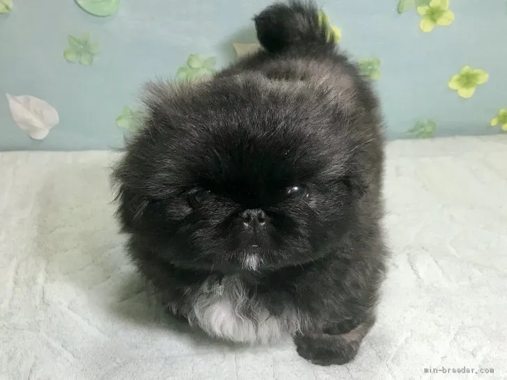 ID：1910-00708の子犬