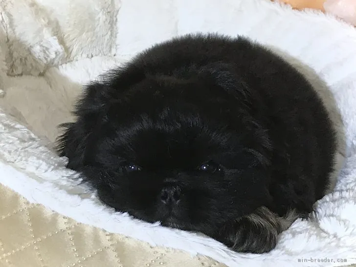 ID：2001-01286の子犬