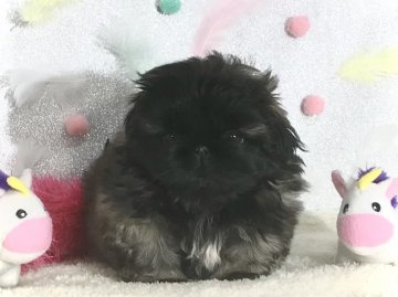 ペキニーズ【愛知県・女の子・2021年12月6日・フォーンブラックマスク】の写真「お利口さんな女の子🎀」