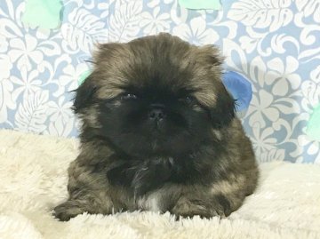 ペキニーズ【愛知県・男の子・2020年5月13日・フォーン】の写真「お顔のかわいい男の子💙」