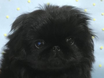 ペキニーズ【愛知県・男の子・2019年10月18日・ブラック】の写真「かわいいお顔のブラックくん💙」