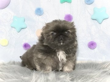 ペキニーズ【愛知県・女の子・2020年12月25日・フォーン】の写真「元気っ子ちゃん🎀」
