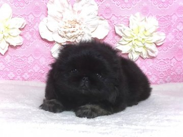ペキニーズ【愛知県・女の子・2021年7月14日・ブラック】の写真「ふわモコちゃん🎀」