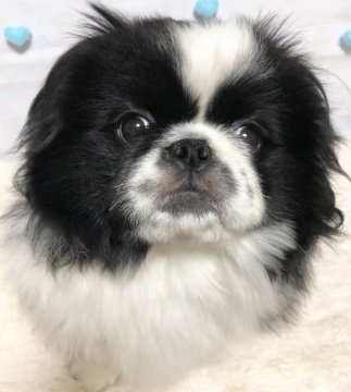ペキニーズ【愛知県・男の子・2018年10月26日・パーティー】の写真「ふわふわパーティーくん💙」