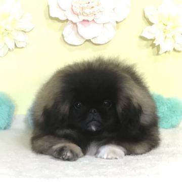 ペキニーズ【愛知県・男の子・2022年3月27日・フォーンブラックマスク】の写真「甘えん坊な男の子💙」