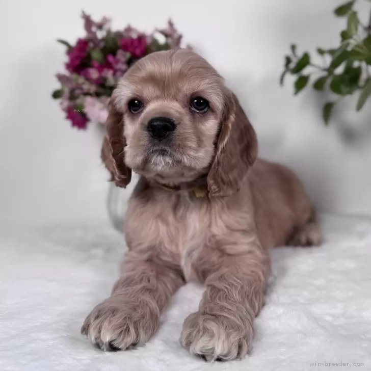 ID：2502-03368の子犬