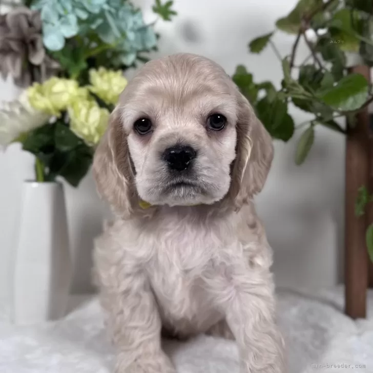 ID：2502-00160の子犬