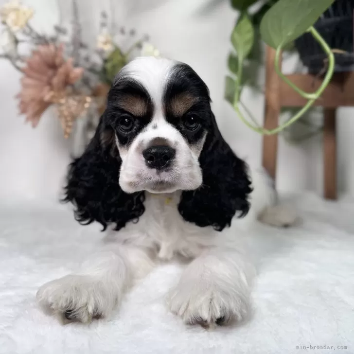 アメリカンコッカースパニエル【大阪府・男の子・2025年6月14日・ホワイト.ブラック&タン】の写真1