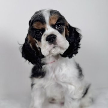 アメリカンコッカースパニエル【大阪府・男の子・2024年12月15日・ホワイト.ブラック&タン】の写真「凛々しいお顔の男の子✨」