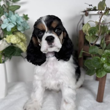 アメリカンコッカースパニエル【大阪府・男の子・2024年12月15日・ホワイト.ブラック&タン】の写真「可愛いお顔の男の子✨」