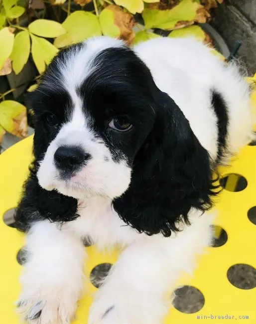 ID：1809-00338の子犬