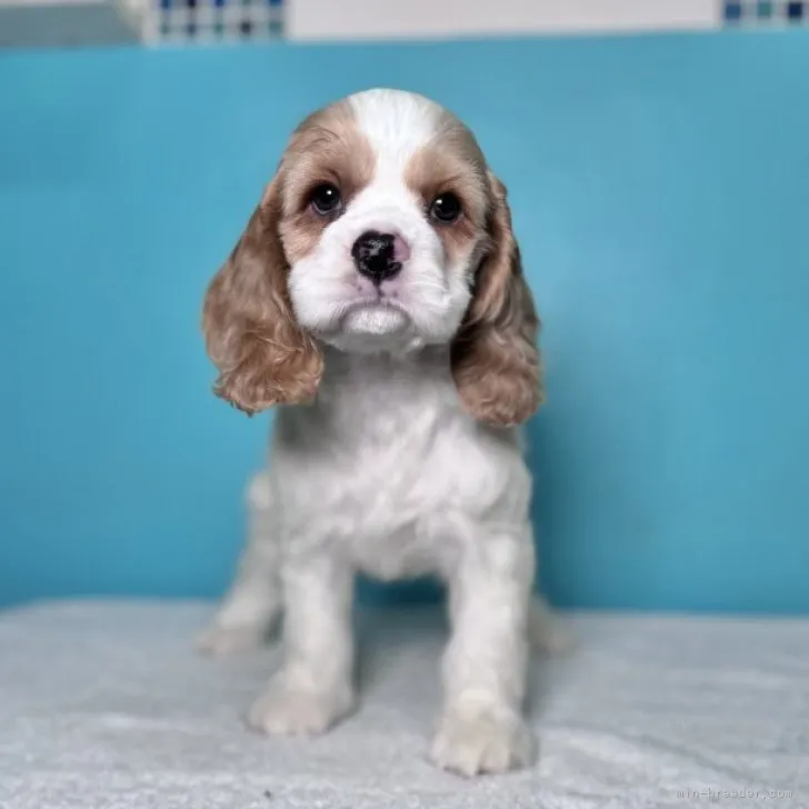 ID：2311-02111の子犬