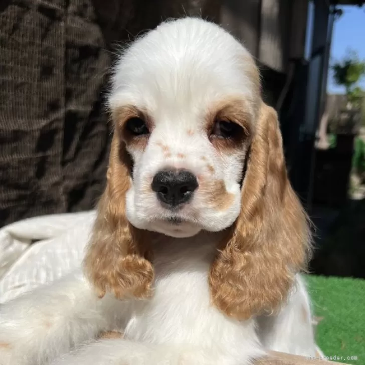 ID：2404-02734の子犬