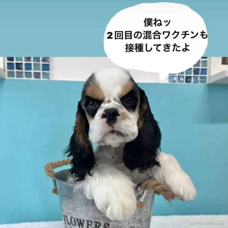 ID：2208-01696の子犬