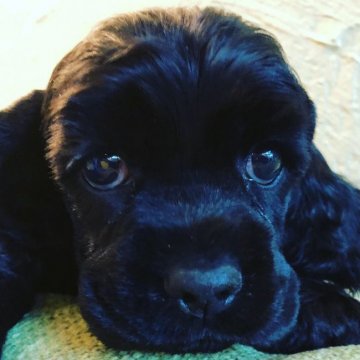 アメリカンコッカースパニエル【大阪府・女の子・2018年8月20日・ブラック】の写真「2018年10月14日までの期間限定販売です！」