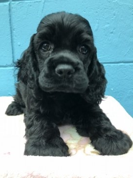 アメリカンコッカースパニエル【大阪府・女の子・2018年8月20日・ブラック】の写真「2018年10月14日までの期間限定販売です」