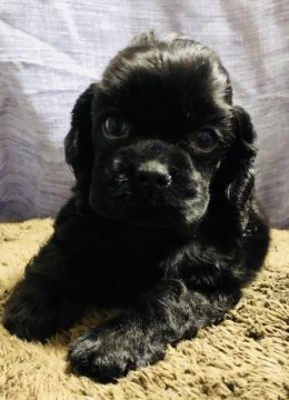 アメリカンコッカースパニエル【大阪府・男の子・2018年7月22日・ブラック】の写真「※9月17日までの期間限定販売です‼️」