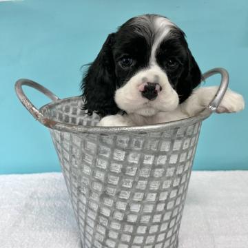 アメリカンコッカースパニエル【大阪府・男の子・2022年10月5日・ホワイト&ブラック】の写真「クリクリお目目の男の子⭐️」