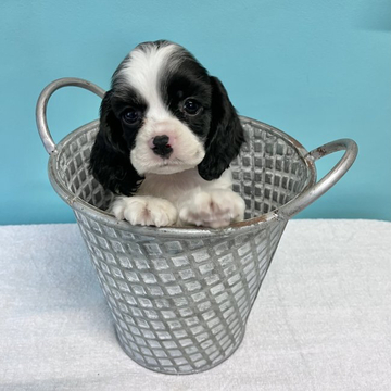 アメリカンコッカースパニエル【大阪府・男の子・2022年10月5日・ホワイト&ブラック】の写真「ジャニーズ系小顔の男の子⭐️」