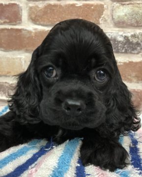 アメリカンコッカースパニエル【大阪府・男の子・2018年8月20日・ブラック】の写真「ジャニーズ系の可愛い男の子」