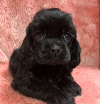アメリカンコッカースパニエル【大阪府・女の子・2018年7月22日・ブラック】の写真「ちょっぴりタレ目の可愛い娘ちゃん」