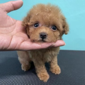 トイプードル(タイニー)【大阪府・女の子・2023年7月30日・アプリコット】の写真「コンパクトサイズの可愛い女の子😍」