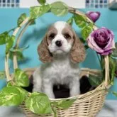 アメリカンコッカースパニエル【大阪府・女の子・2023年9月15日・ホワイト&レッド】の写真2