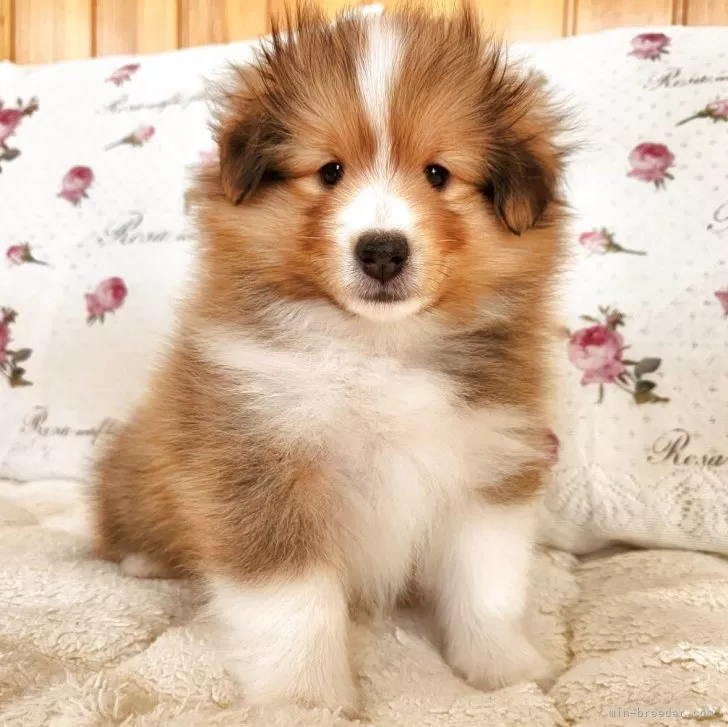 ID:2508-06783の子犬