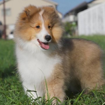 シェットランドシープドッグ【神奈川県・男の子・2025年6月23日・セーブル&ホワイト】の写真「血統優秀　甘い顔立ちの明るい男の子です。」