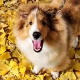 シェットランドシープドッグ