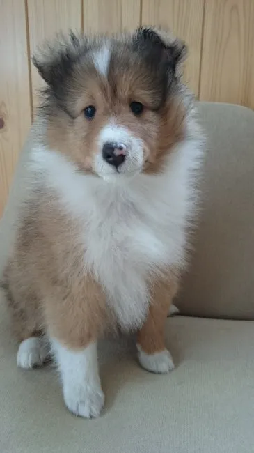 ID：1608-01849の子犬