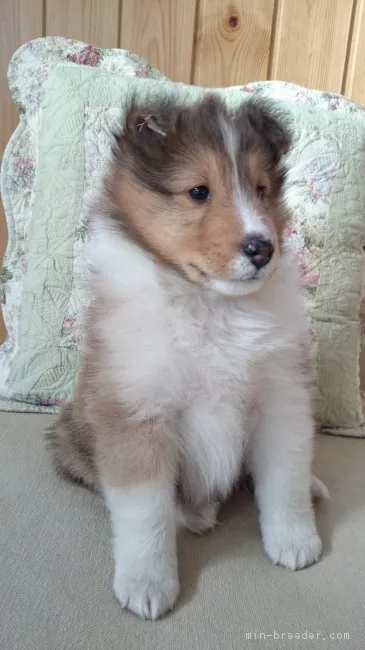 ID：1703-00602の子犬