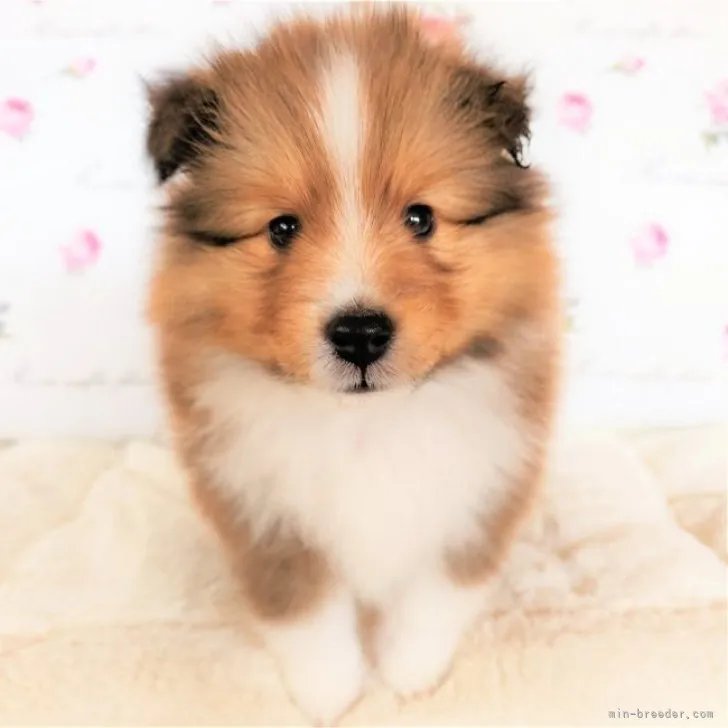 ID：2305-02506の子犬