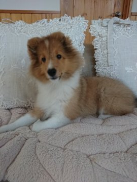 シェットランドシープドッグ【神奈川県・女の子・2020年4月12日・セーブル&ホワイト】の写真「性格抜群！小ぶりでフルカラーの綺麗な女の子です。」