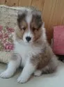 シェットランドシープドッグ【神奈川県・男の子・2017年9月2日・セーブル&ホワイト】の写真1「10/16撮影生後４５日の綺麗な男の子です。」