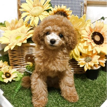 トイプードル(タイニー)【岡山県・男の子・2025年5月15日・オレンジフォーン】の写真「訳あり価格となりました」