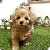 タイニープードル