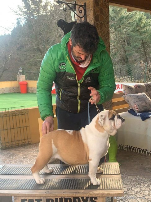 甲斐宏文ブリーダーのブログ：輸入犬