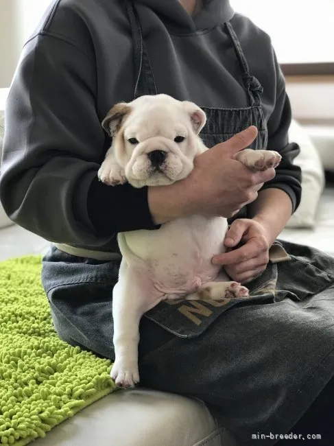 ID:2201-02309の子犬