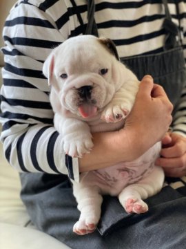ブルドッグ【愛知県・男の子・2021年3月23日・レッド&ホワイト】の写真「両親犬文句なしの血統です 父犬母犬ともに名門犬舎」