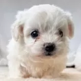 ビションフリーゼ【奈良県・女の子・2025年10月10日・ホワイト】の写真10