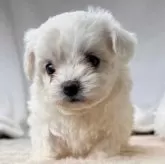 ビションフリーゼ【奈良県・女の子・2025年10月10日・ホワイト】の写真12