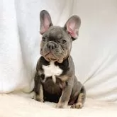 フレンチブルドッグ【奈良県・男の子・2025年8月27日・ブルータン】の写真12