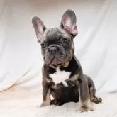 フレンチブルドッグ【奈良県・男の子・2025年8月27日・ブルータン】の写真14