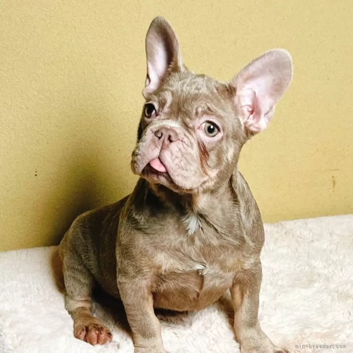歌右衛門 様のお迎えした子犬